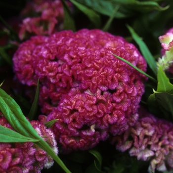 Celosia argentea var. cristata 'Peach Glow' 