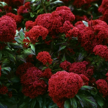 Celosia argentea var. cristata 'Prestige Scarlet' 