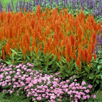 Celosia argentea var. plumosa 'Apricot Brandy' 