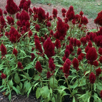 Celosia argentea var. plumosa 'Bangola Plum Red' 