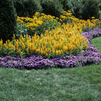 Celosia argentea plumosa 'Yellow' 