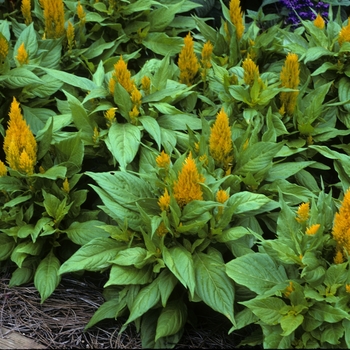 Celosia argentea plumosa 'Fresh Look Yellow'