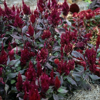 Celosia argentea var. plumosa 'New Look' 