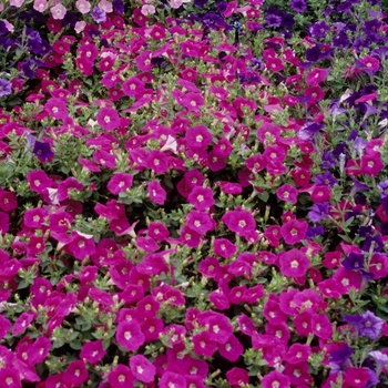 Petunia 'Cherry' 