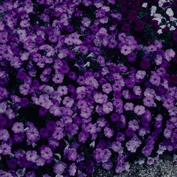 Petunia 'Surprise Lavender' 