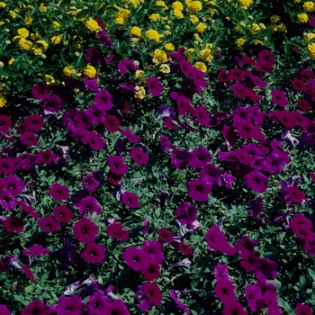 Petunia 'Purple' 