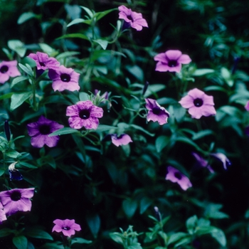 Petunia integrifolia