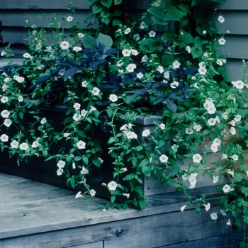 Petunia integrifolia 'Alba' 