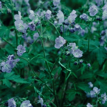 Phacelia bipinnatifida