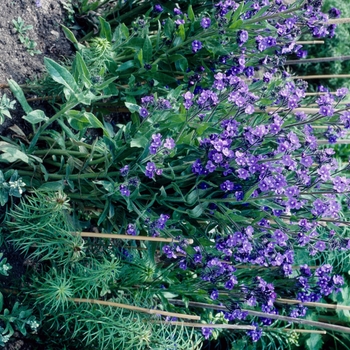 Phacelia tanacetifolia