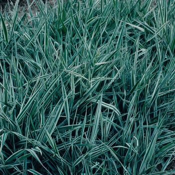 Phalaris arundinacea 'Tricolor' 