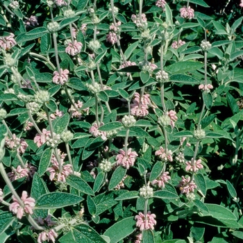 Phlomis italica