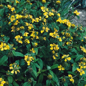 Phlomis longifolia 'Balanica' 