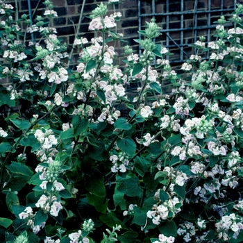 Phlomis purpurea