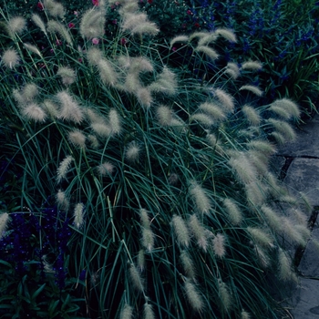 Pennisetum villosum 