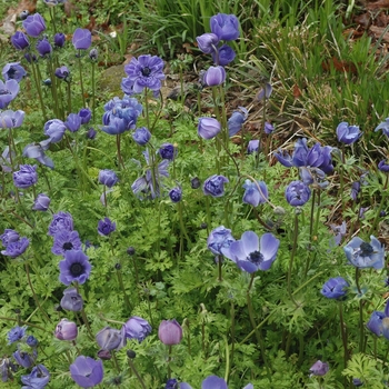 Anemone coronaria 'De Caen Blue'