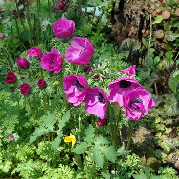 Anemone coronaria 'De Caen Rose'