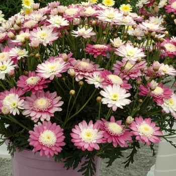 Argyranthemum 'Galaxy Orchid'