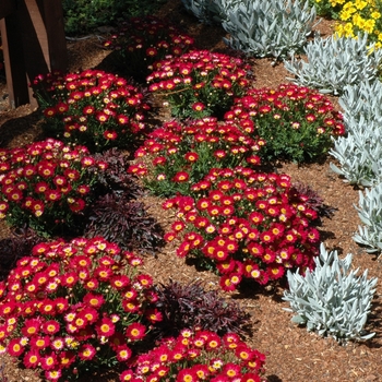 Argyranthemum 'Meteor™ Red' 