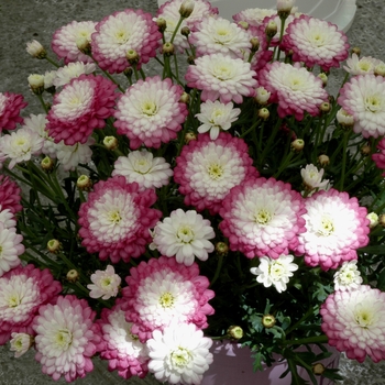 Argyranthemum frutescens 'Lavender' 