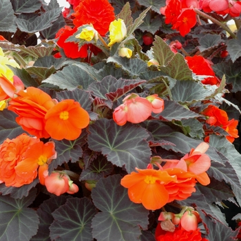 Begonia x tuberhybrida 'Mocca Mix' 