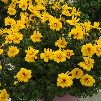 Bidens ferulifolia 'Pirate's Treasure™' 