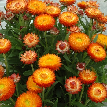 Bracteantha bracteata 'Wallaby Orange Blaze' 