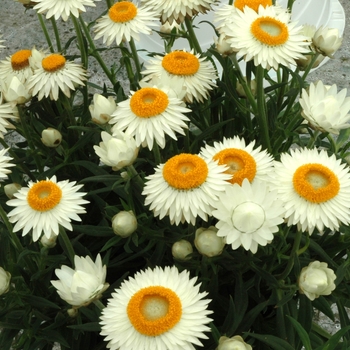 Bracteantha bracteata 'Wallaby White' 