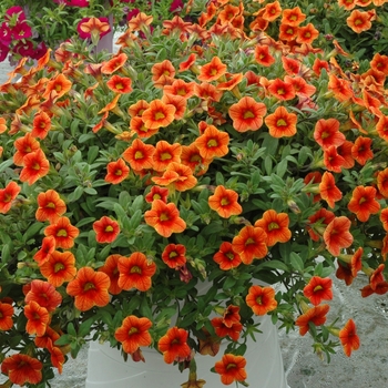 Calibrachoa 'Cat's Eye Calico' 