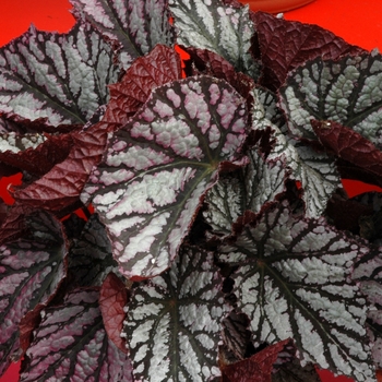 Begonia rex-cultorum 'Fairy'