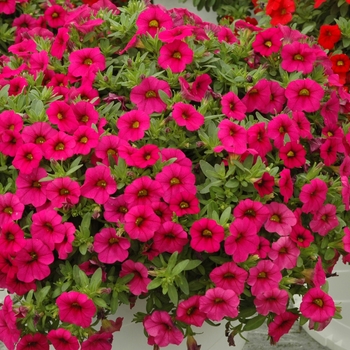 Calibrachoa 'Rose' 