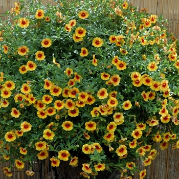 Calibrachoa 'Compact Yellow With Red Eye' 