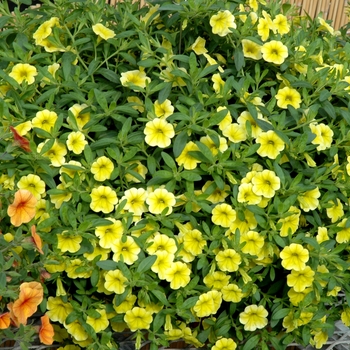 Calibrachoa 'Safari' 