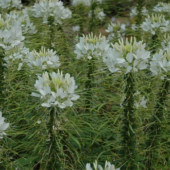 Cleome hassleriana 'Frost' 