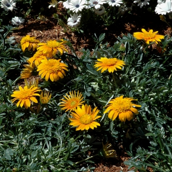 Gazania rigens 'Nahui PLA® SunBathers®' 