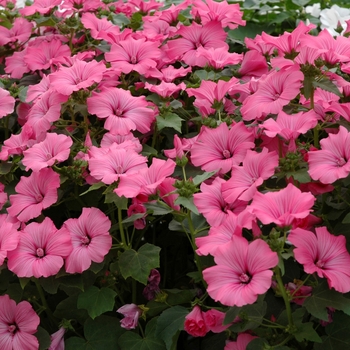 Lavatera trimestris 'Hot Pink' 