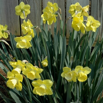 Narcissus 'Spellbinder' 