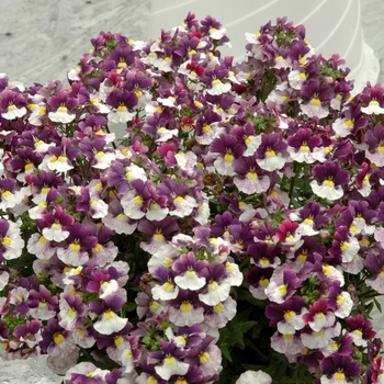 Nemesia 'Sachet Berries & Cream'