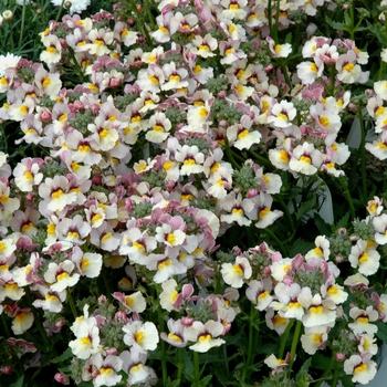 Nemesia 'Peach' 