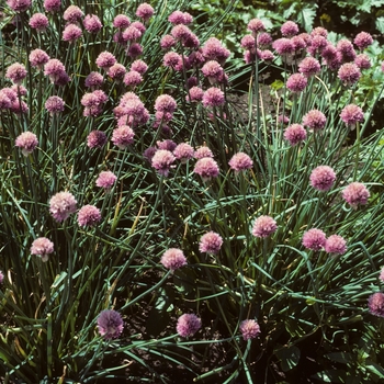 Allium schoenoprasum 'Forescate'