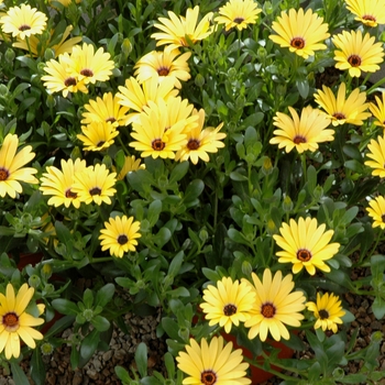 Osteospermum 'Kenai Pineapple Blush' 