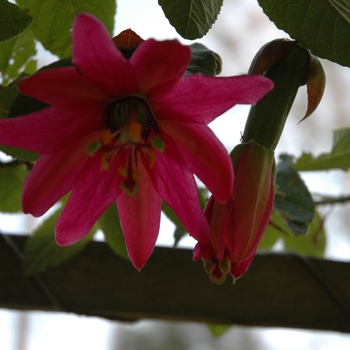 Passiflora 'Donna Brigham' 