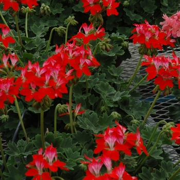 Pelargonium x hortorum Sunshine™ 'Flash'