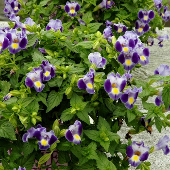 Torenia fournieri 'Indigo Moon' 