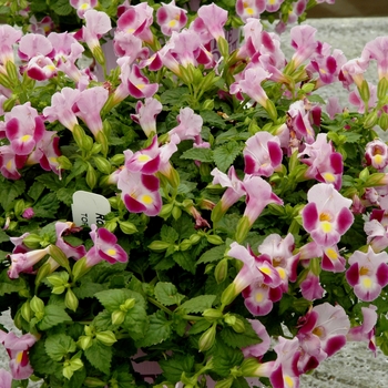 Torenia fournieri 'Rose Moon'