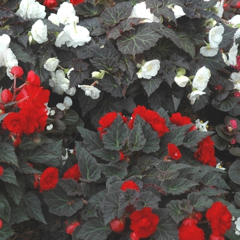 Begonia x tuberhybrida 'Mocca Scarlet' 