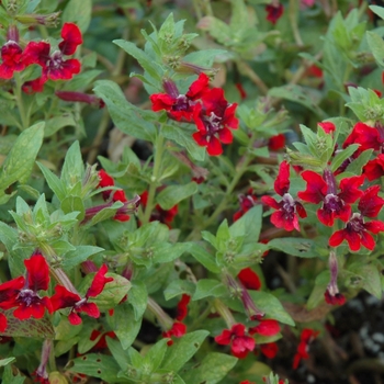 Cuphea llavea 'Flamenco® Rumba' (005544)