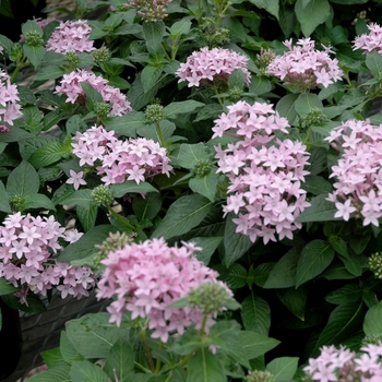 Pentas lanceolata Lucky Star™ 'Lavender'