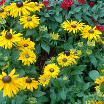 Rudbeckia hirta 'Coronna' 