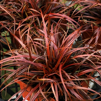 Uncinia uncinata 'Firedancer'